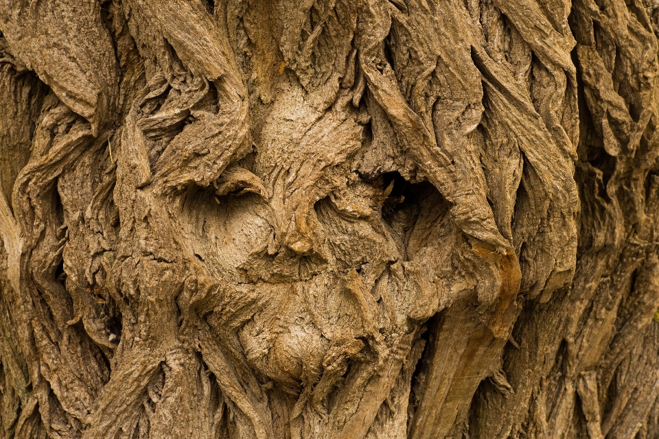 Man landscape tree nature