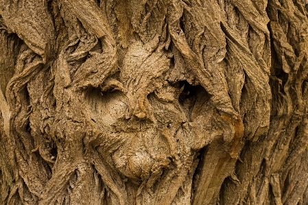 Man landscape tree nature Photo