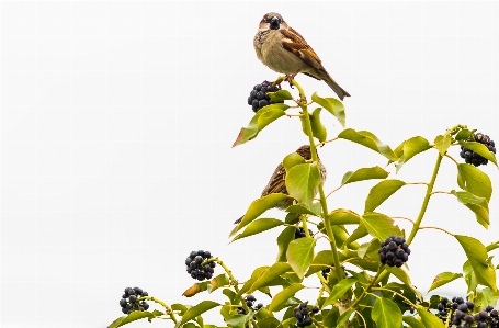 Landscape nature branch bird Photo