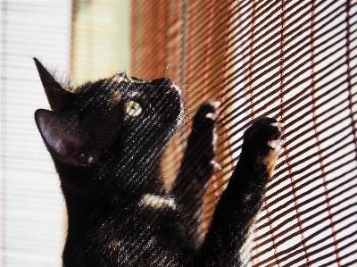 Foto Animale domestico gattino gatto mammifero