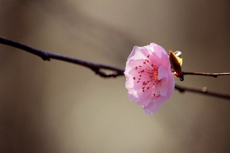 Tree nature outdoor branch Photo