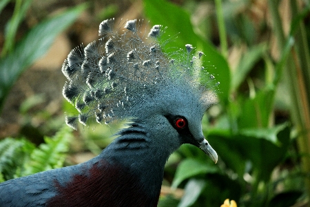 Foto Alam burung melihat satwa