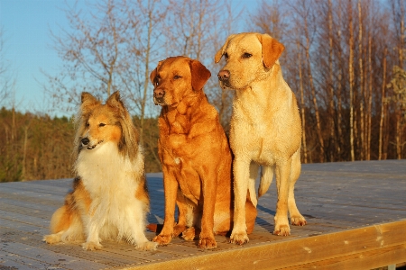 Foto Anjing mamalia jenis golden retriever
 teman-teman