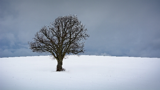 Landscape tree nature branch Photo