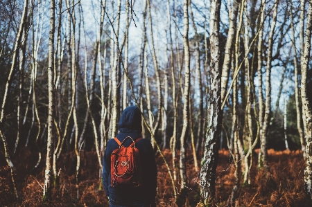 Tree forest wilderness winter Photo