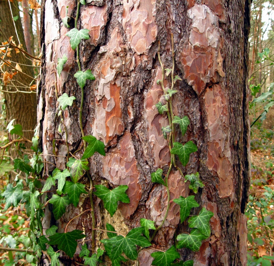 Arbre nature forêt bifurquer