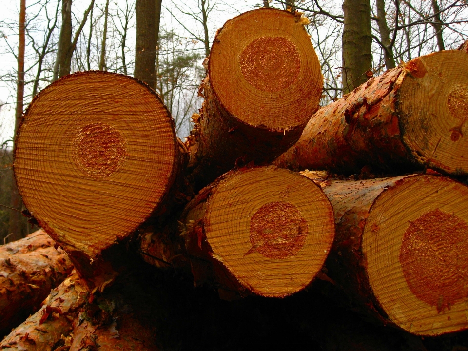 Tree nature forest structure