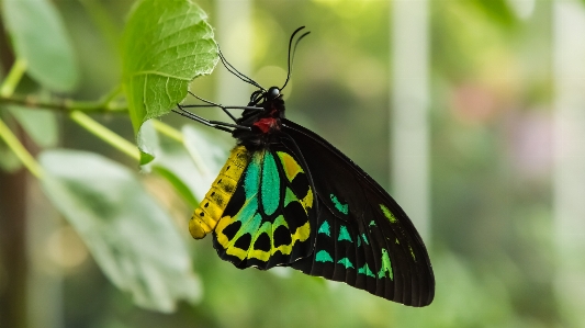 Nature forest wing photography Photo