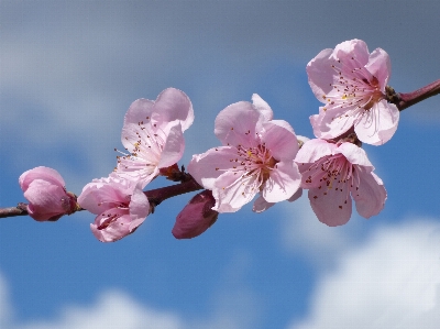 Branch blossom plant fruit Photo