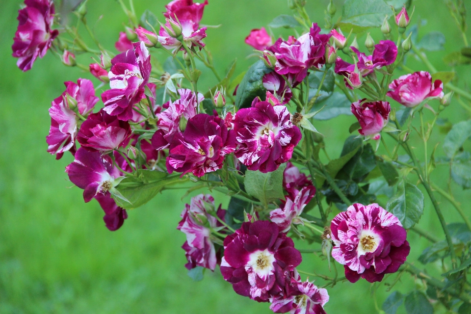 Naturaleza florecer planta flor