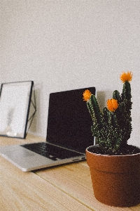 ラップトップ macbook 植物 花 写真