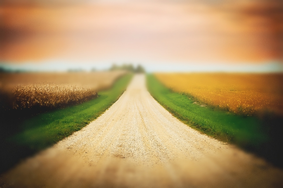 Landscape nature path grass