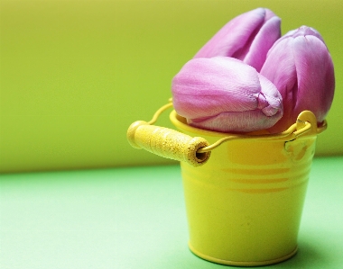 Hand plant flower purple Photo