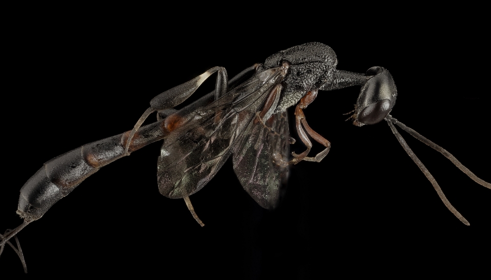 Natura ala fotografia volare