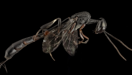 Nature wing photography fly Photo