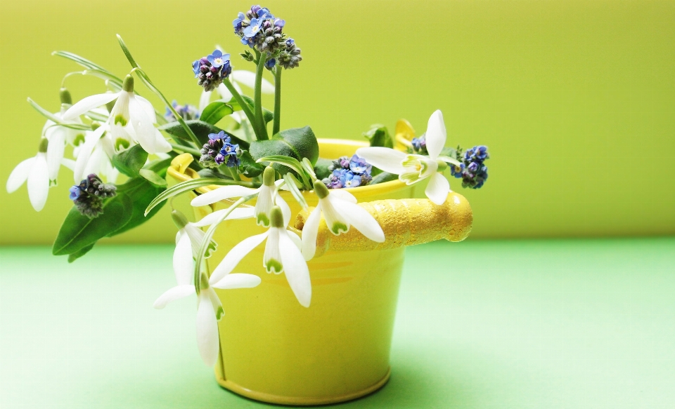 Usine blanc fleur floraison