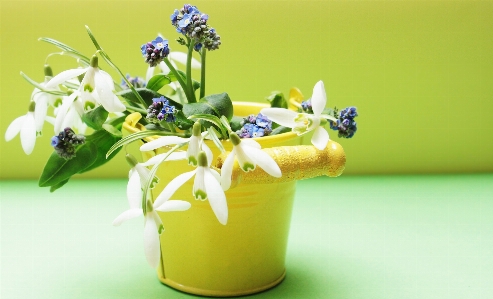 Plant white flower bloom Photo