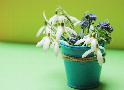 Plant white flower bloom Photo