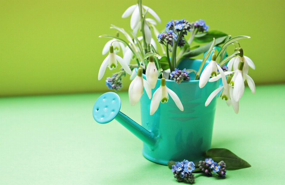 Usine blanc fleur floraison