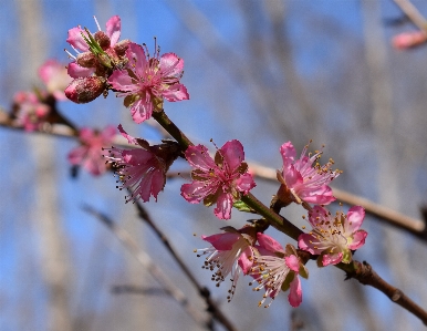 Tree nature branch blossom Photo