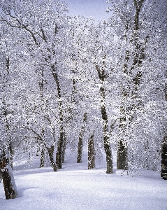 Landscape tree forest branch Photo