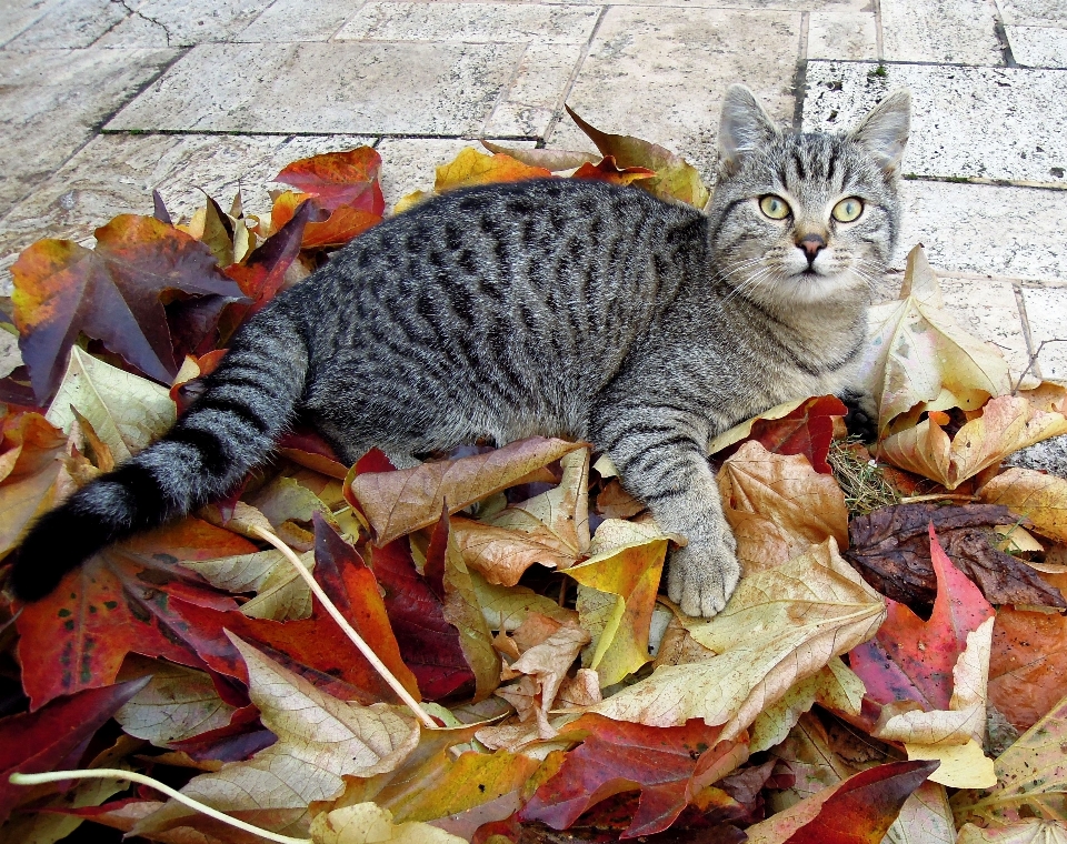 Hoja flor gatito gato