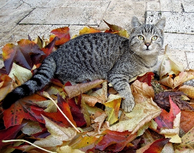 Leaf flower kitten cat Photo