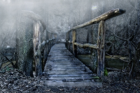 Tree water forest snow Photo