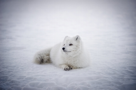 Landscape nature snow winter Photo