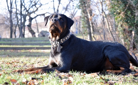 Meadow puppy dog animal Photo