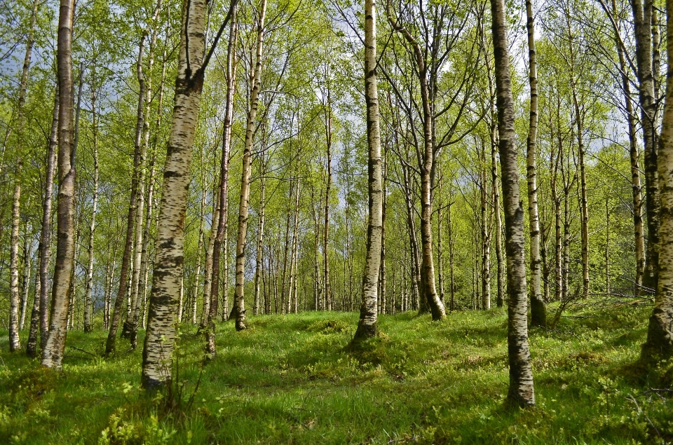 Albero natura foresta selvaggia
