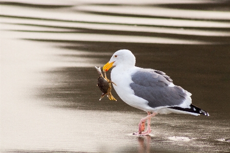 鳥 羽 海鳥
 カモメ 写真