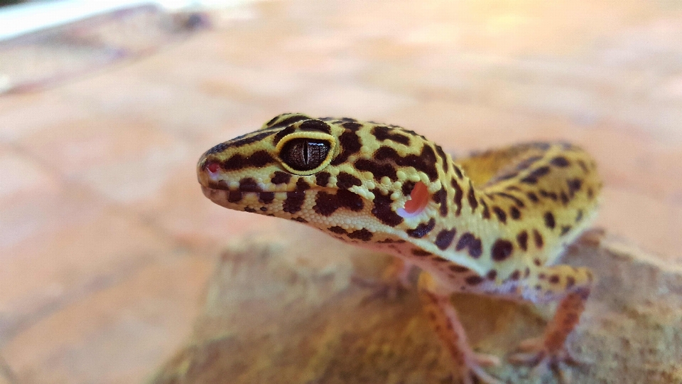 白 野生動物 ペット 生物学