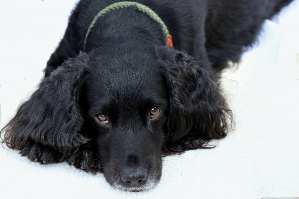 Welpe hund tier säugetier