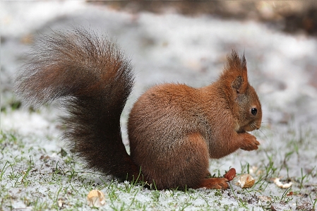 Snow winter animal wildlife Photo