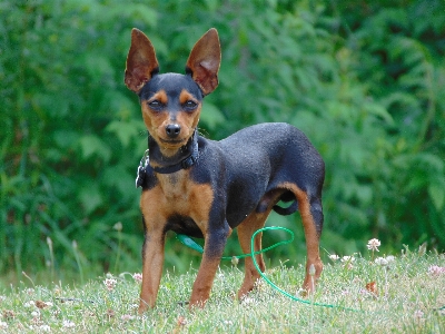 Outdoor puppy dog animal Photo