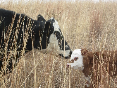 Foto Erba azienda agricola prateria
 animale