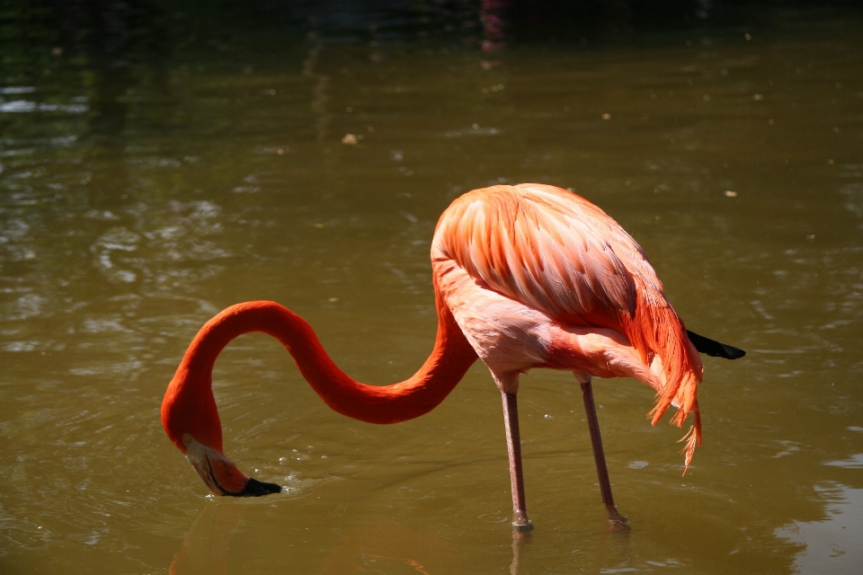 Vogel tierwelt zoo betrachtung