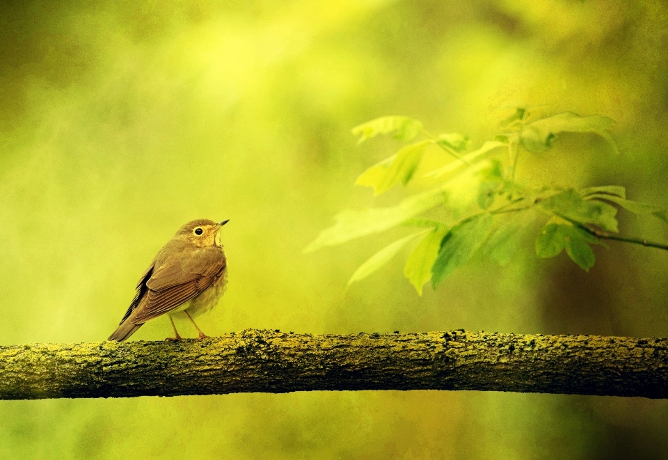 Nature branch bird sunlight