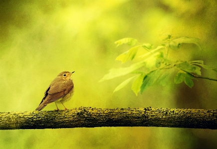 Zdjęcie Natura oddział ptak światło słoneczne