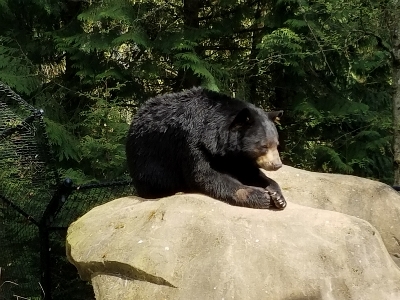 Bear wildlife grizzly sunbathing Photo