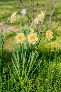 Grass plant field lawn Photo