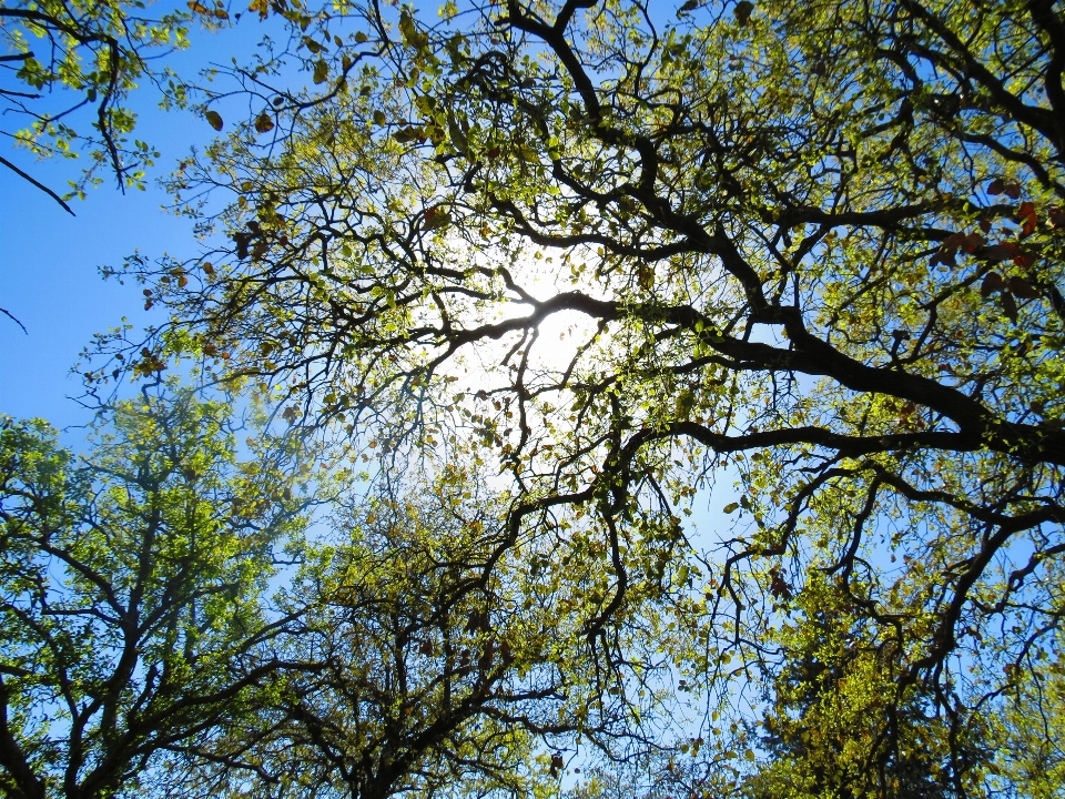 Landschaft baum natur wald