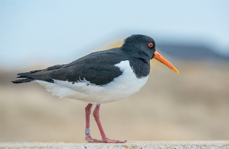 Nature bird wing seabird Photo