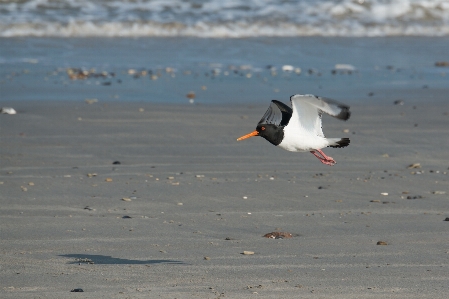 Beach sea coast sand Photo