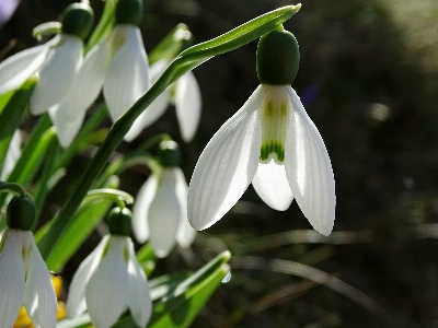 Anlage weiss blume blühen Foto