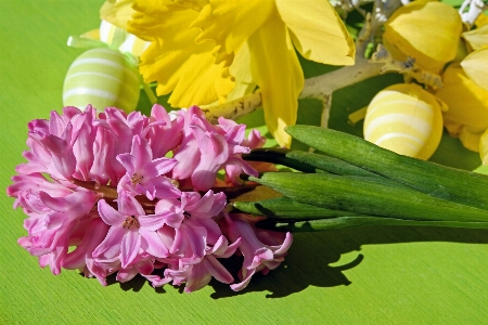 Blossom plant flower petal Photo