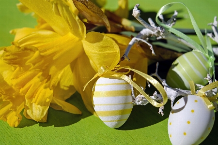 Blossom plant plastic leaf Photo