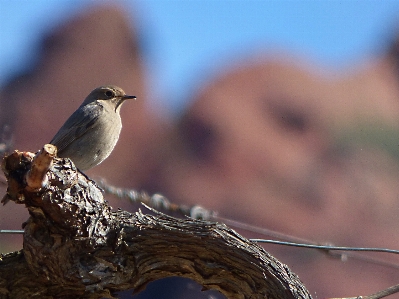 Branch bird wing vine Photo