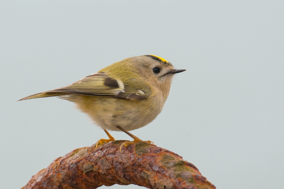 Nature bird wildlife beak